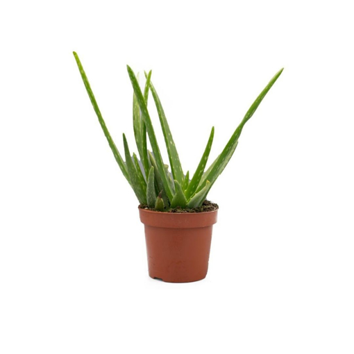 Pianta Aloe vera in vaso da 14 cm, altezza 35-40 cm