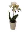 Immagine di Pianta di orchidea colore bianco in vaso di coccio da 6cm, altezza 25-30cm