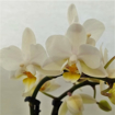 Immagine di Pianta di orchidea colore bianco in vaso di coccio da 6cm, altezza 25-30cm