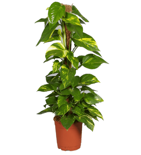 Immagine di Pianta di Pothos bastone in vaso da 17cm, altezza 60cm